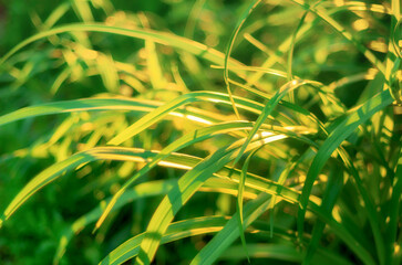 Fresh green spring grass. Natural green background