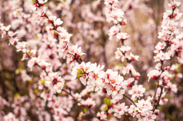 Spring floral background. Branches of cherry blossoming, sakura flowers, soft focus