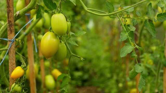 Background video showing the rows of a tomato plantation. The branches of the bushes must be tied so that the vegetables do not break them. High quality 4k footage