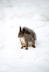 squirrel on the snow during the winter in the forest