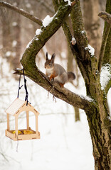 squirrel on a tree branch during the winter in the forest and a feeder © Елизавета Фильченко