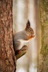 Naklejka na ściany i meble squirrel on a tree branch eating a nut during the winter in the forest