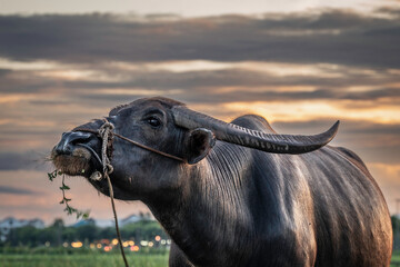Close up of a water buffalo, in Vietnam, at sunset
