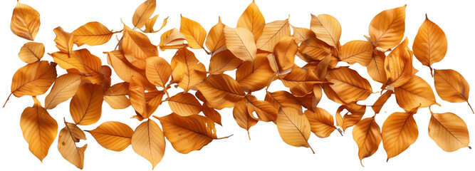 many autumn dry yellow birch leaves, isolated on transparent background