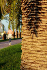 Summer evening in a public park. Trunk of a palm tree in the foreground, running people on a blurred background