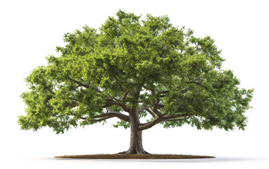 A big oak tree isolated on white background - 735955975
