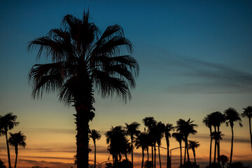 Silhouettes of palm trees on seashore at gorgeous sunset
