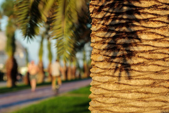 Summer evening in a public park. Trunk of a palm tree in the foreground, running and cycling people on a blurred background