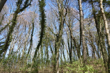 Obraz premium Wald Prora