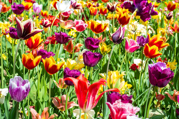 Many colourfull of tulips on a field in the garden. Keukenhof, Holland