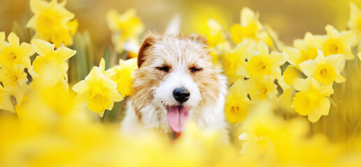 Happy cute pet dog puppy smiling face in daffodil flowers. Spring or easter banner.