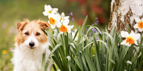 Happy small cute dog smiling in the grass with daffodil flowers in spring. Easter banner.