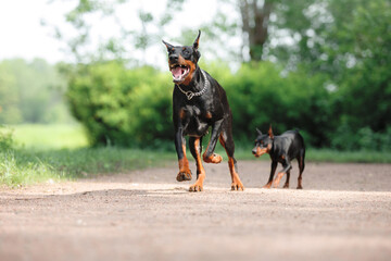A poised Doberman Pinscher and its miniature counterpart stand alert on a gravel path, showcasing...