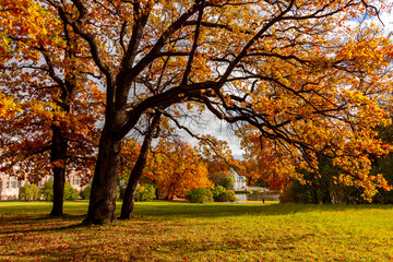 Oak tree in Catherine park in autumn, Pushkin (Tsarskoe Selo), Saint Petersburg, Russia