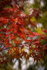 Naklejka na ściany i meble Beautiful red leaves on trees in Japanese garden