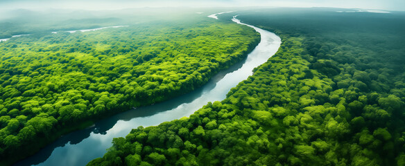 Lush green forest canopy aerial view with river