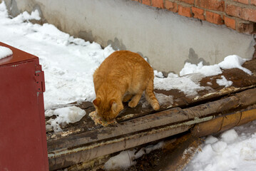 stray cat on the street in winter eats food close-up