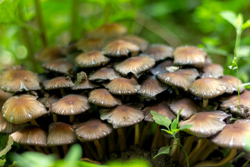 many toadstool mushrooms grow in a large group in the grass close-up