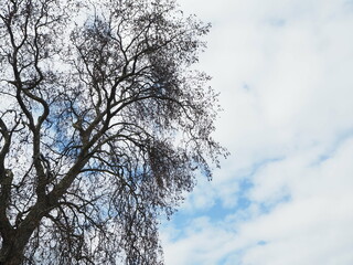 trees branches and cloudy sky