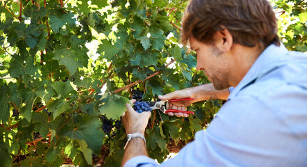 Winemaker, man and pruning shears for grapes in vineyard with harvest season, growth and agriculture on farm. Wine making, entrepreneur and scissor for viticulture, produce and production of fruit - obrazy, fototapety, plakaty