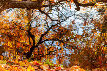 Autumn foliage reflected in water