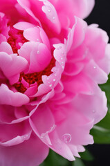 Macro Shot of Dew Pink Peony in Full Bloom