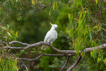 Cockatoo parrot sitting on a green tree branch in Australia. Big white and yellow cockatoo with nature green background
