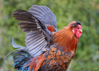 Red rooster in the yard spreads wings