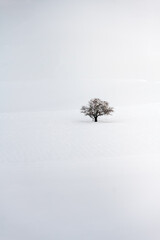 tree in snow