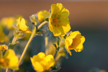 Obraz premium Cinquefoils (Potentilla). Yellow flowers close-up. Beautiful blooming tundra wildflowers. Plants growing in the Arctic. Northern flora. Chukotka, Russia. Shallow depth of field. Blurred background.