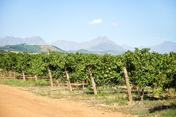 Vineyard, farm and nature in outdoor with blue sky for winery, plantation and grapevine with...