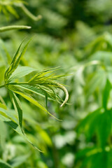 Endemic veronicastrum flower bud