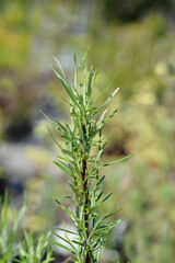 Rosemary-leaved willow leaves