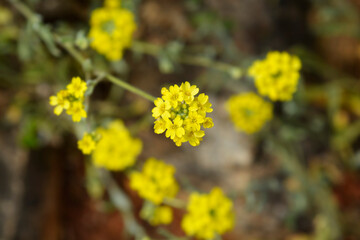 Yellow tuft flowers