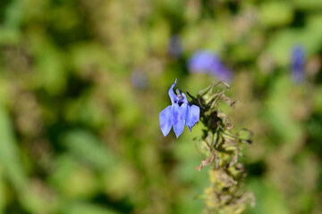 Great blue lobelia flower