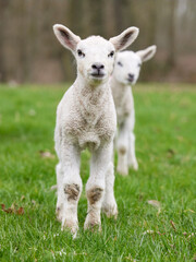 Naklejka na ściany i meble Close up of white lambs on meadow