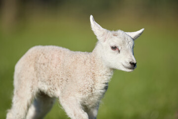 Obraz premium Close up of white lambs on meadow