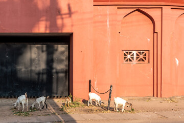 A herd of goats grazing outside the wall of an old mosque.