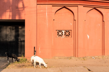 A herd of goats grazing outside the wall of an old mosque.