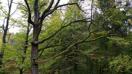 Closeup of a old oak tree with big branches.