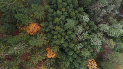 Naklejka na ściany i meble Beautiful top view zoom out of forest trees.