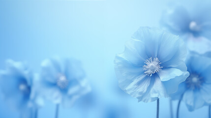 Flowers of Himalayan Blue Poppy on blue background