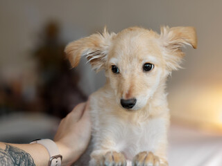 Fototapeta premium Portrait of dog being pet by human