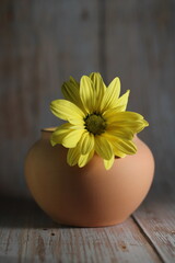 on a wooden background, a yellow flower large,