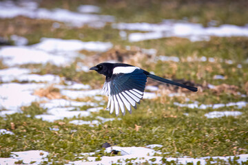 Magpie flies over the green grass with snow perpendicular to the camera lens.
