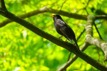 Un merle chantant sur une branche d'arbre au printemps par temps ensoleillé