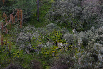 landscape, river, mountains, view, plants, nature, huspania, spr