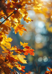 Maple Majesty: Autumn Leaves Frame in Nature's Bokeh
