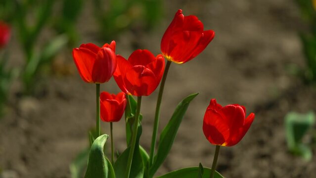 Beautiful red Tulip Flower background. Blooming roses flower open, time lapse, close-up. Wedding backdrop, Valentine's Day concept. Bouquet on black backdrop, closeup. International Women's Day March