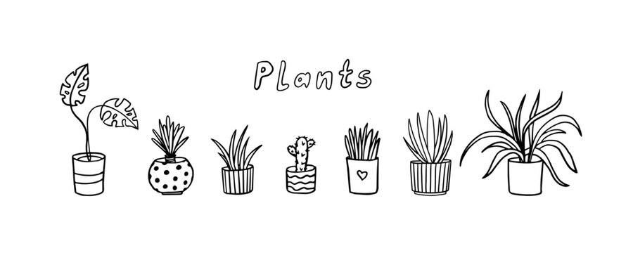 Set of house plants in doodle style. Herbs in pot, indoor plants, small plants, gardening, potted plant. Cactus, monstera. Great for banner, poster, stickers, professional design. Hand drawn